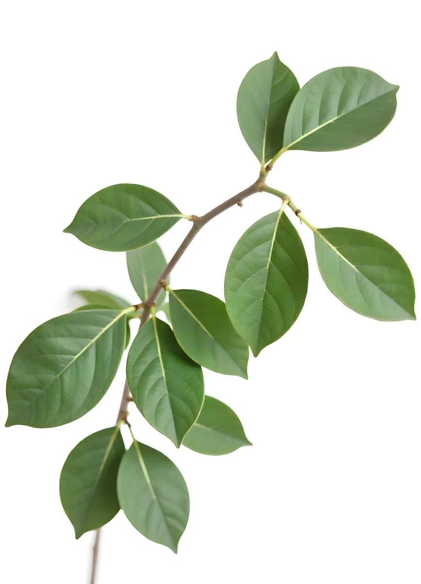 A Branch With Green Leaves The Leaves Are Oval Shaped And Have A Smooth Texture The Background Is Green 21 58b7