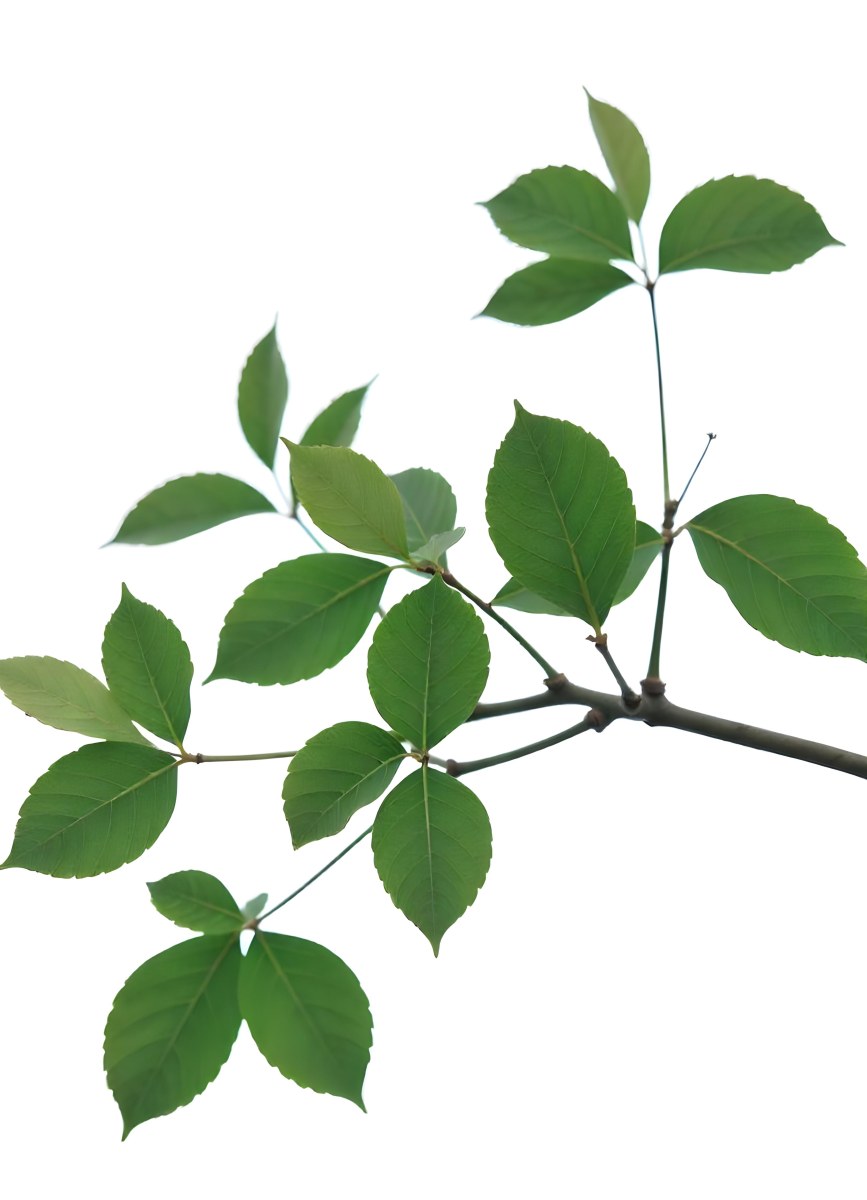 A Branch With Green Leaves The Leaves Are Oval Shaped And Have A Smooth Texture The Background Is Green 23 4694