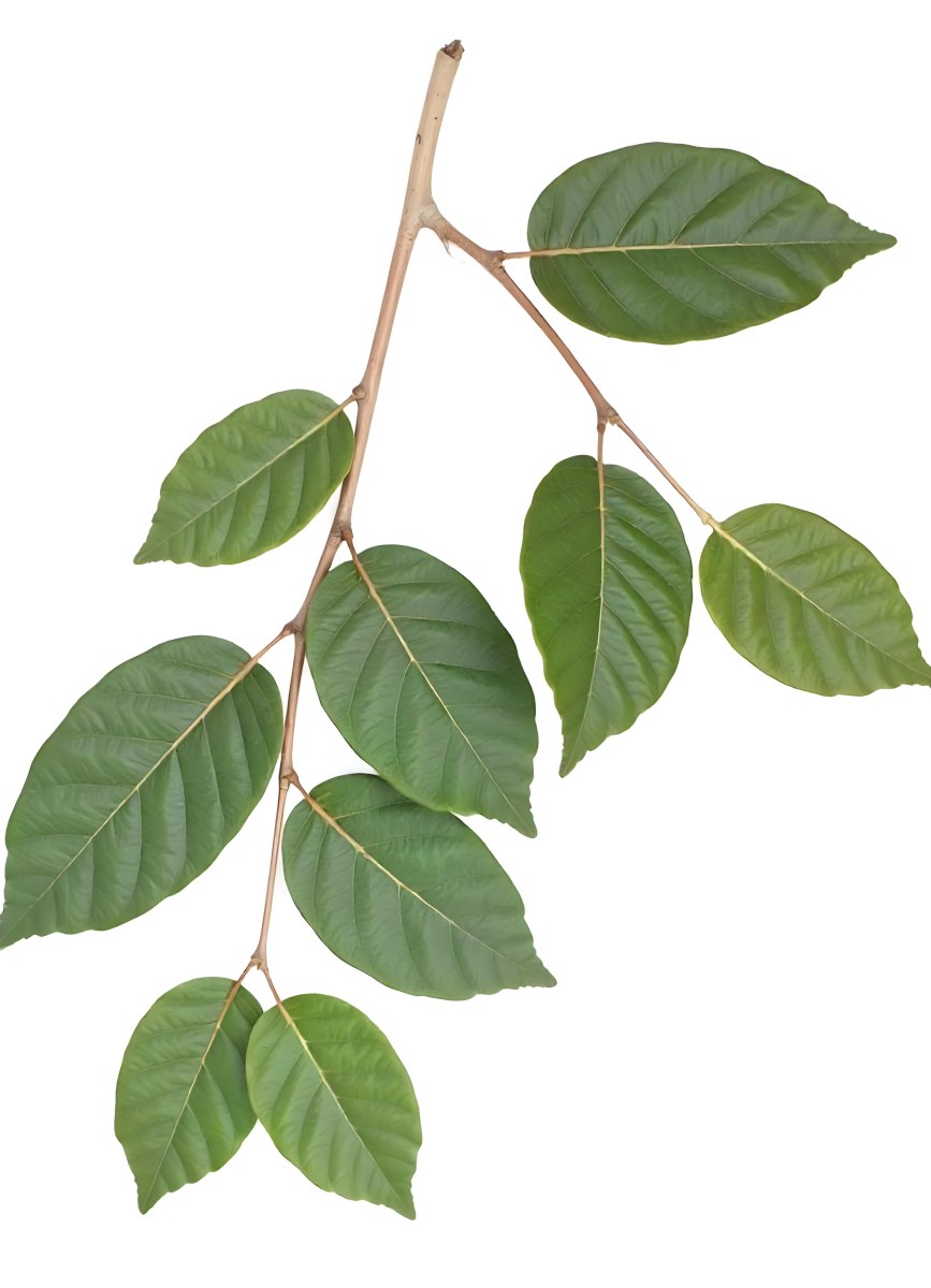 A Branch With Green Leaves The Leaves Are Oval Shaped And Have A Smooth Texture The Background Is Green 24 15a1