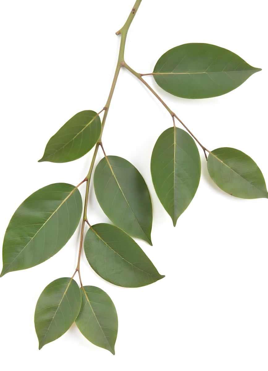 A Branch With Green Leaves The Leaves Are Oval Shaped And Have A Smooth Texture The Background Is Green 25 5ea1