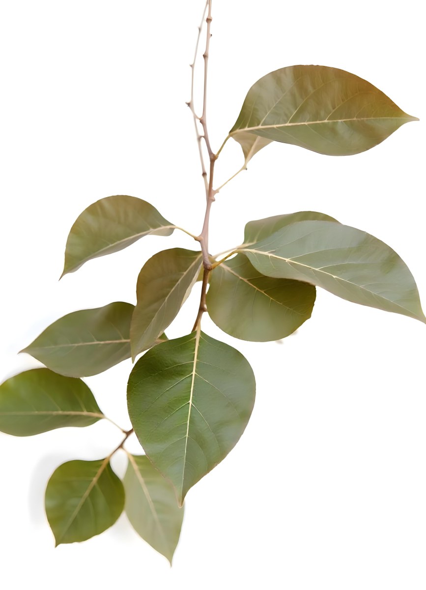 A Branch With Green Leaves The Leaves Are Oval Shaped And Have A Smooth Texture The Background Is Green 5 8b37