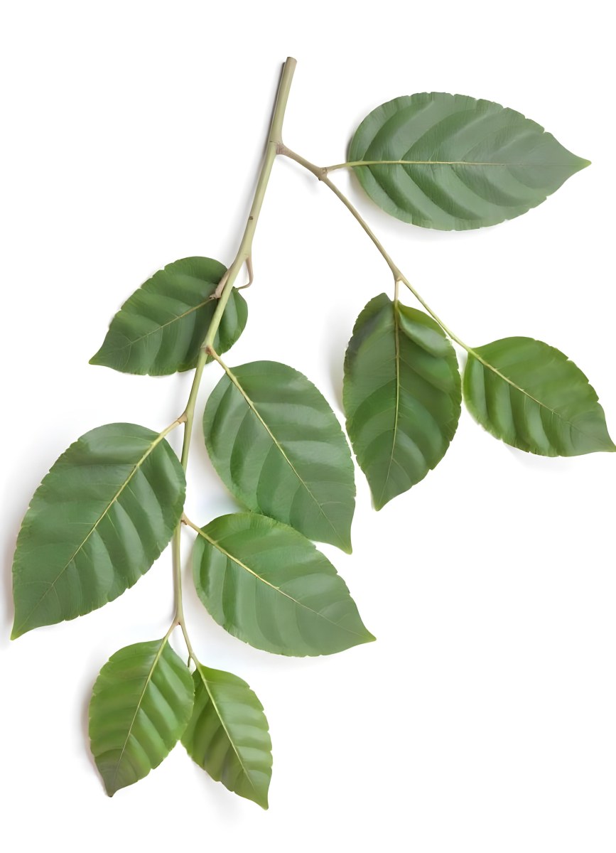 A Branch With Green Leaves The Leaves Are Oval Shaped And Have A Smooth Texture The Background Is Green 6 A351