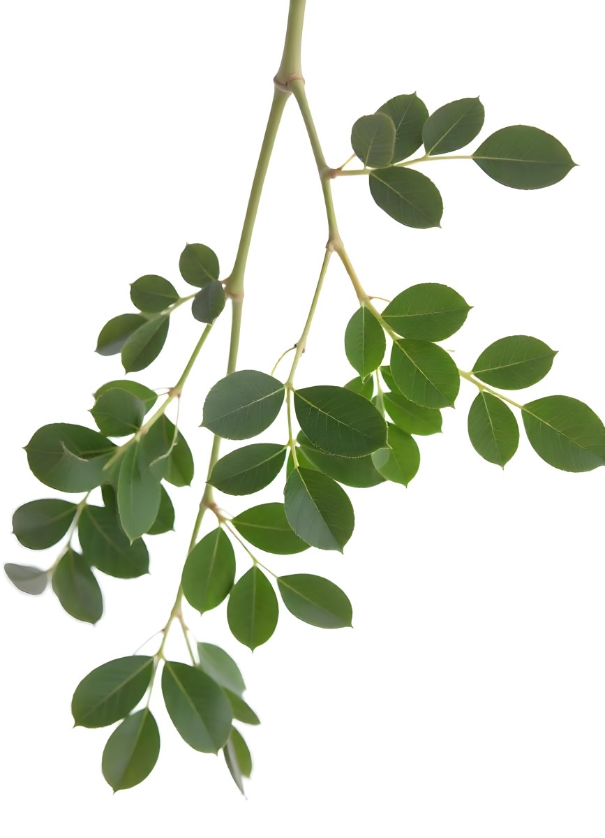 A Branch With Green Leaves The Leaves Are Oval Shaped And Have A Smooth Texture The Background Is Green 7 2d85