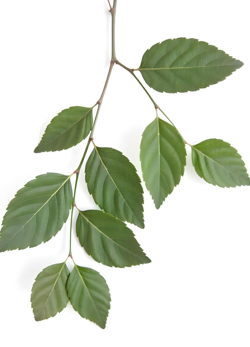 A Branch With Green Leaves The Leaves Are Oval Shaped And Have A Smooth Texture The Background Is Green 8 F1c5