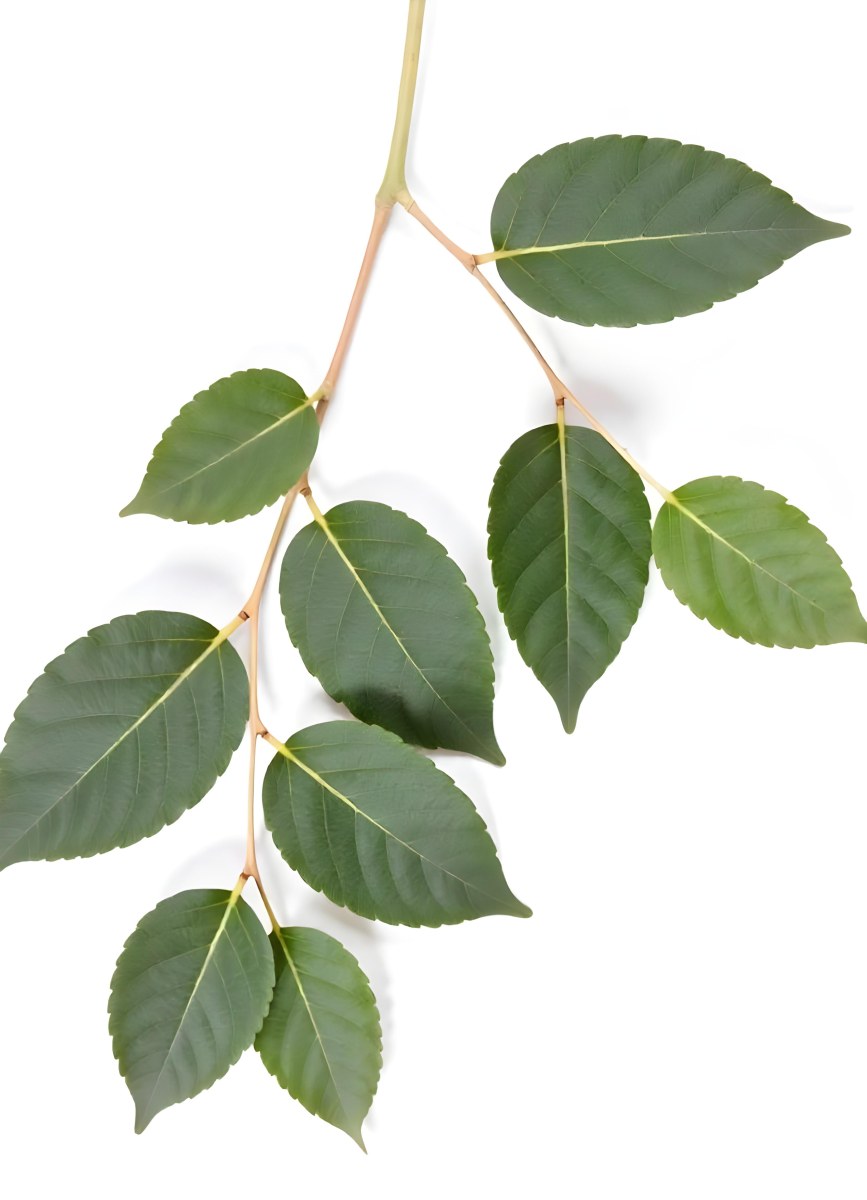 A Branch With Green Leaves The Leaves Are Oval Shaped And Have A Smooth Texture The Background Is Green 9 4367