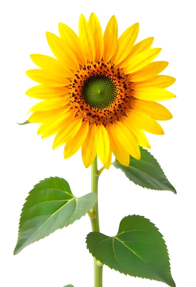 A Bright Yellow Sunflower With Green Leaves Against A White Background 6 Ea42