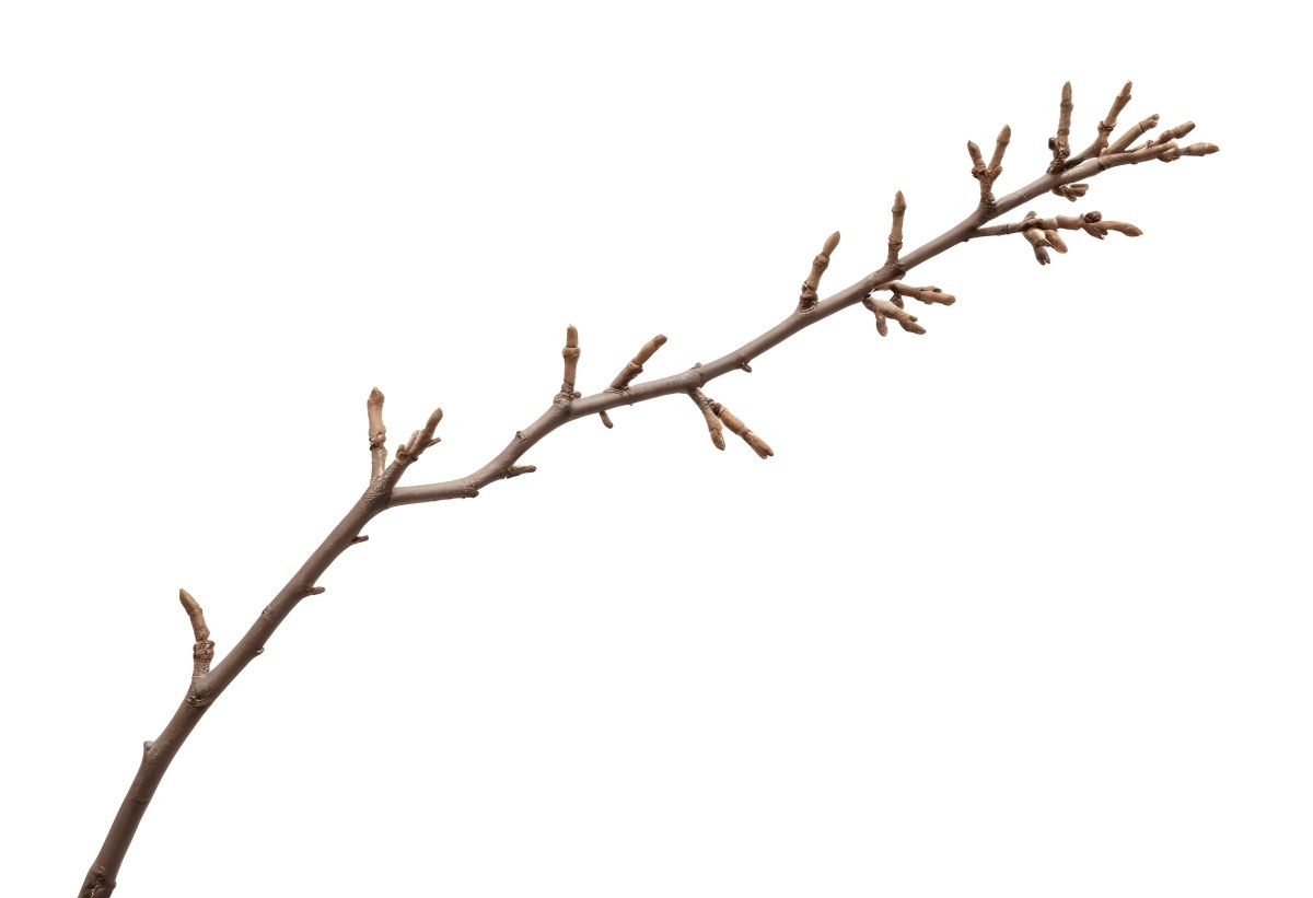 A Brown Tree Branch With Small Twigs Sticking Out Isolated On A White Background Natural Light Sharp Focus Simple Composition 10 401b