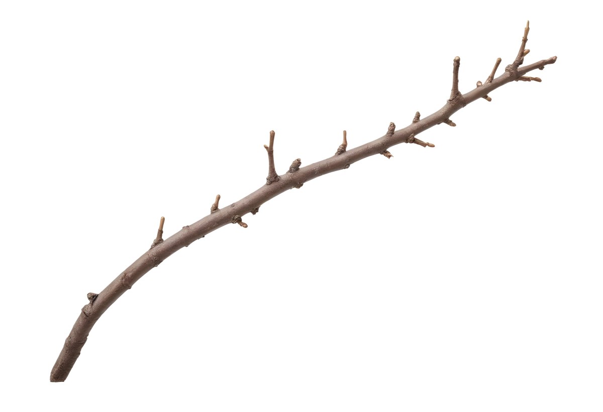 A Brown Tree Branch With Small Twigs Sticking Out Isolated On A White Background Natural Light Sharp Focus Simple Composition 14 856e
