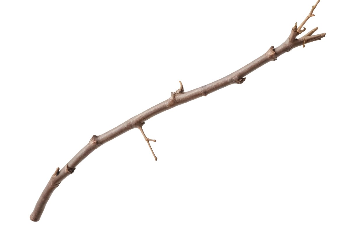 A Brown Tree Branch With Small Twigs Sticking Out Isolated On A White Background Natural Light Sharp Focus Simple Composition 19 1263