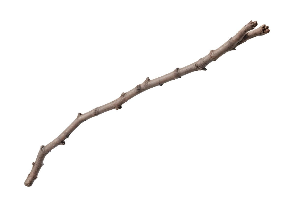 A Brown Tree Branch With Small Twigs Sticking Out Isolated On A White Background Natural Light Sharp Focus Simple Composition 2 1c31