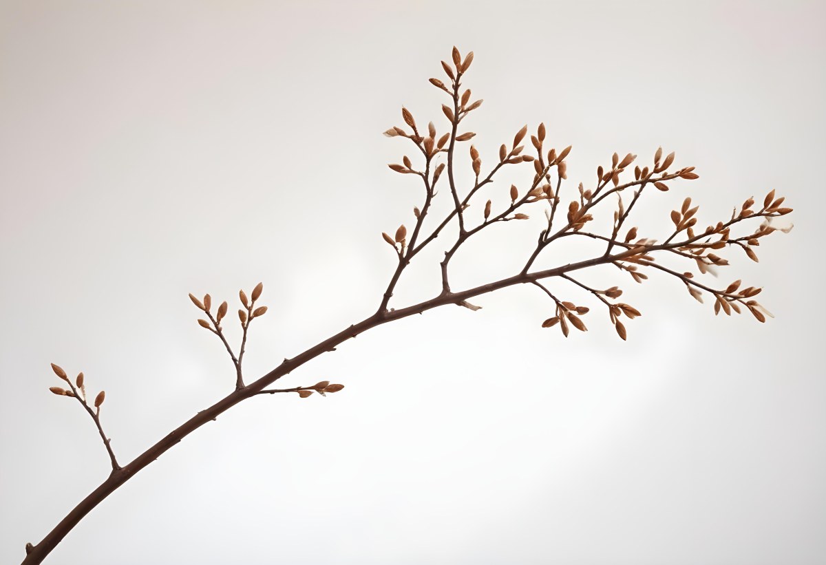 A Brown Tree Branch With Small Twigs Sticking Out Isolated On A White Background Natural Light Sharp Focus Simple Composition 20 B0f6