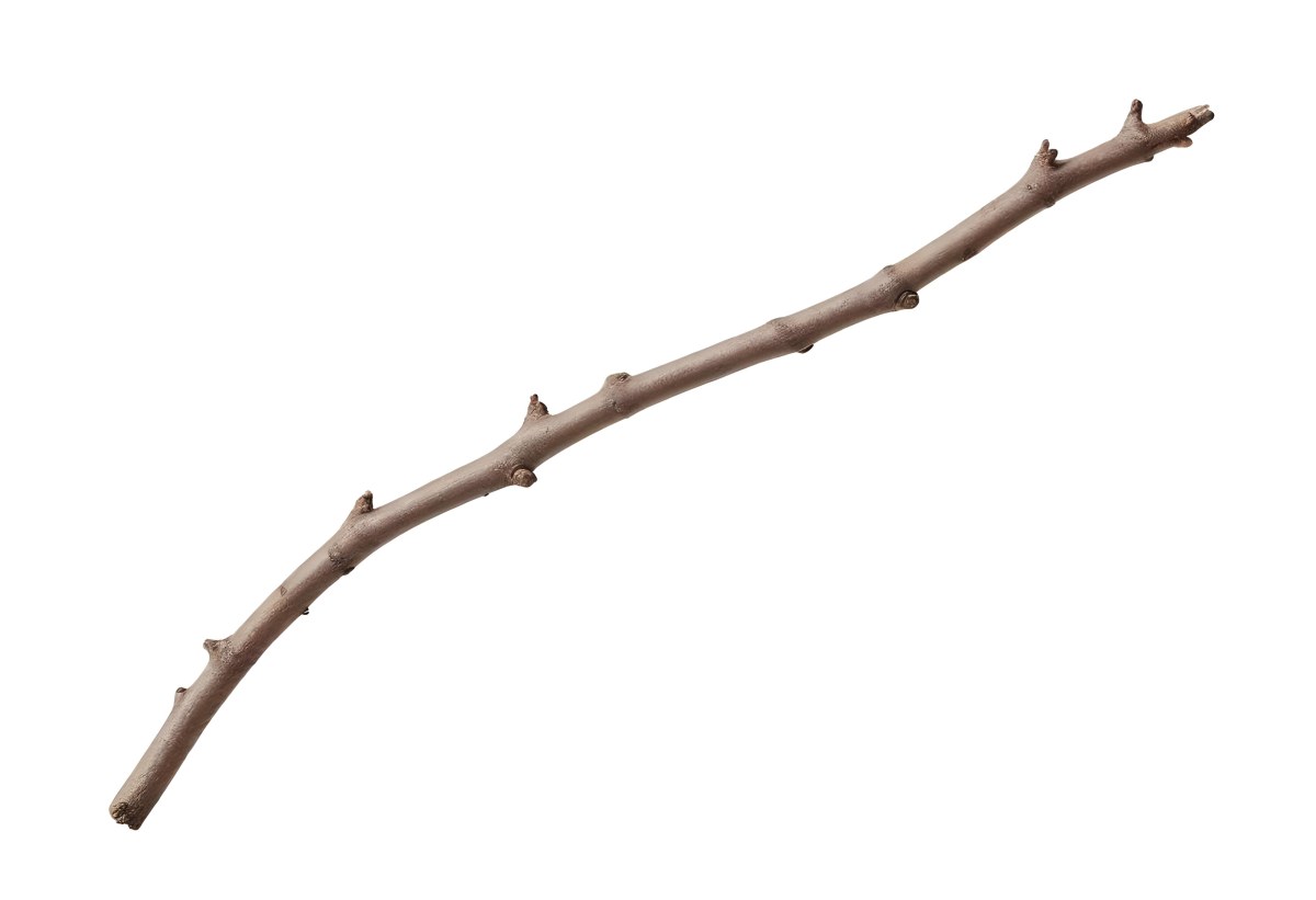 A Brown Tree Branch With Small Twigs Sticking Out Isolated On A White Background Natural Light Sharp Focus Simple Composition 3 8b29