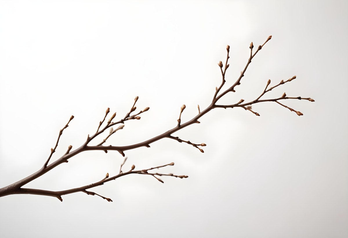 A Brown Tree Branch With Small Twigs Sticking Out Isolated On A White Background Natural Light Sharp Focus Simple Composition 5 8046