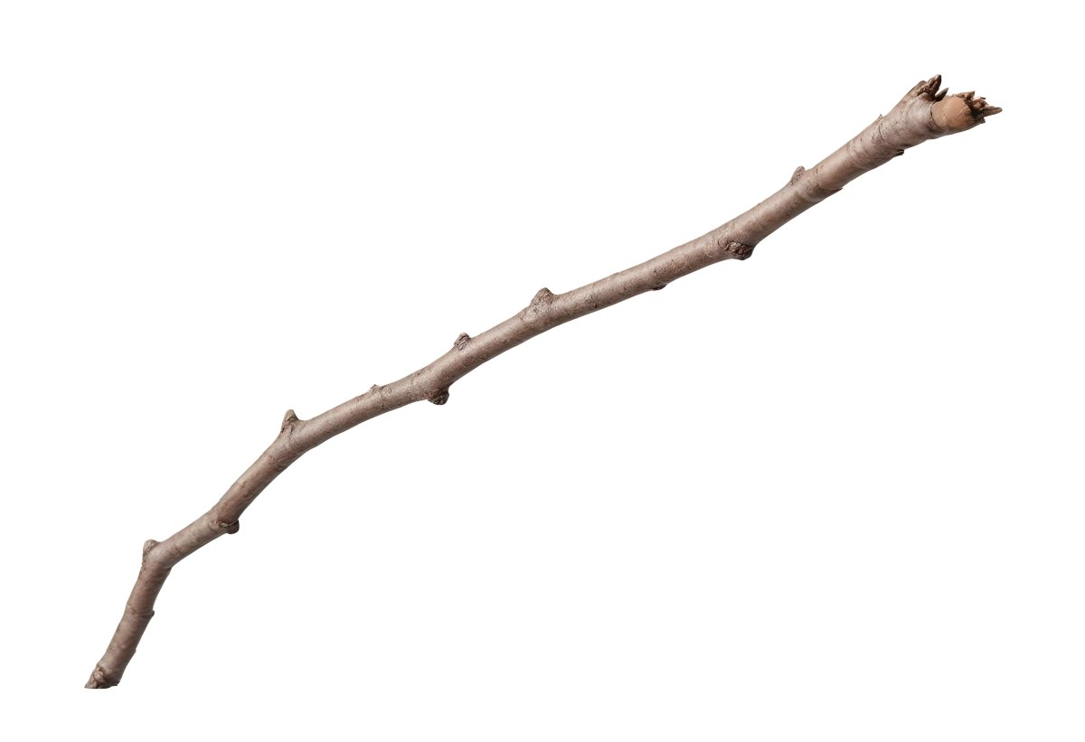 A Brown Tree Branch With Small Twigs Sticking Out Isolated On A White Background Natural Light Sharp Focus Simple Composition 6 Ab18