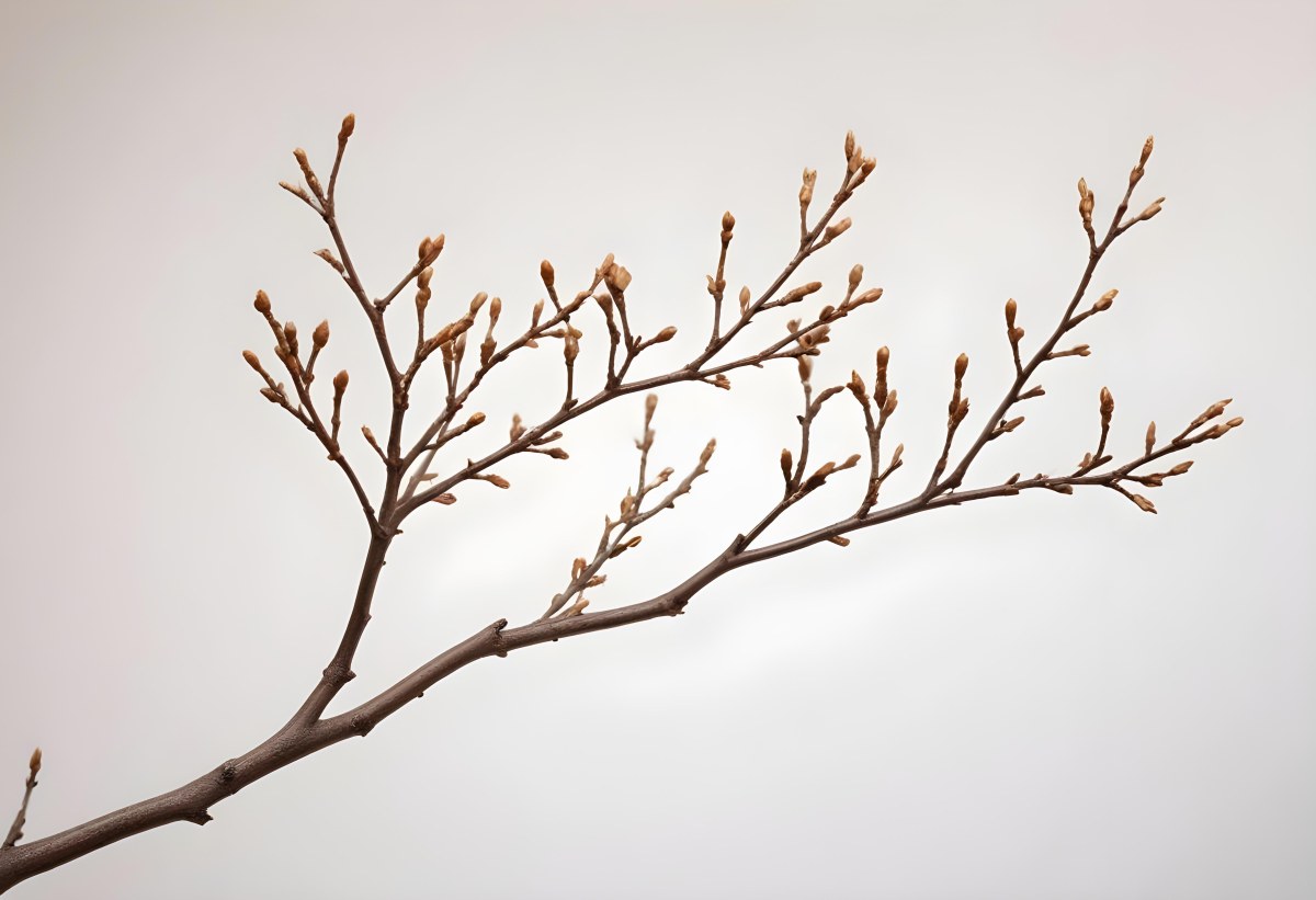 A Brown Tree Branch With Small Twigs Sticking Out Isolated On A White Background Natural Light Sharp Focus Simple Composition 7 A069