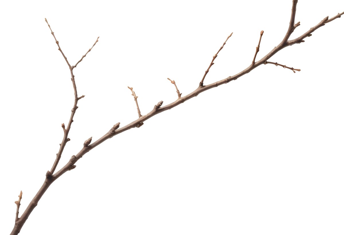 A Brown Tree Branch With Small Twigs Sticking Out Isolated On A White Background Natural Light Sharp Focus Simple Composition 9 F447
