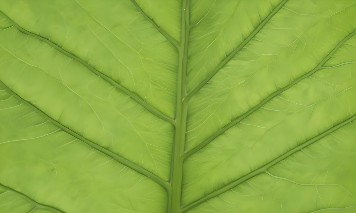 A Close Up Of A Green Leaf Showing The Intricate Network Of Veins And The Smooth Surface 2 Fb99