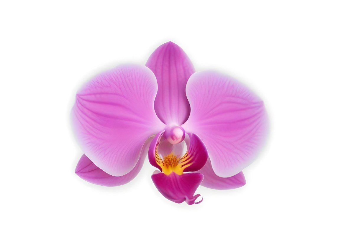 A Close Up Of A Single Pink Orchid Flower With Delicate Petals And A Yellow Center 12 5d3b
