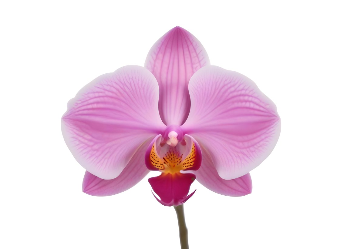 A Close Up Of A Single Pink Orchid Flower With Delicate Petals And A Yellow Center 13 4011