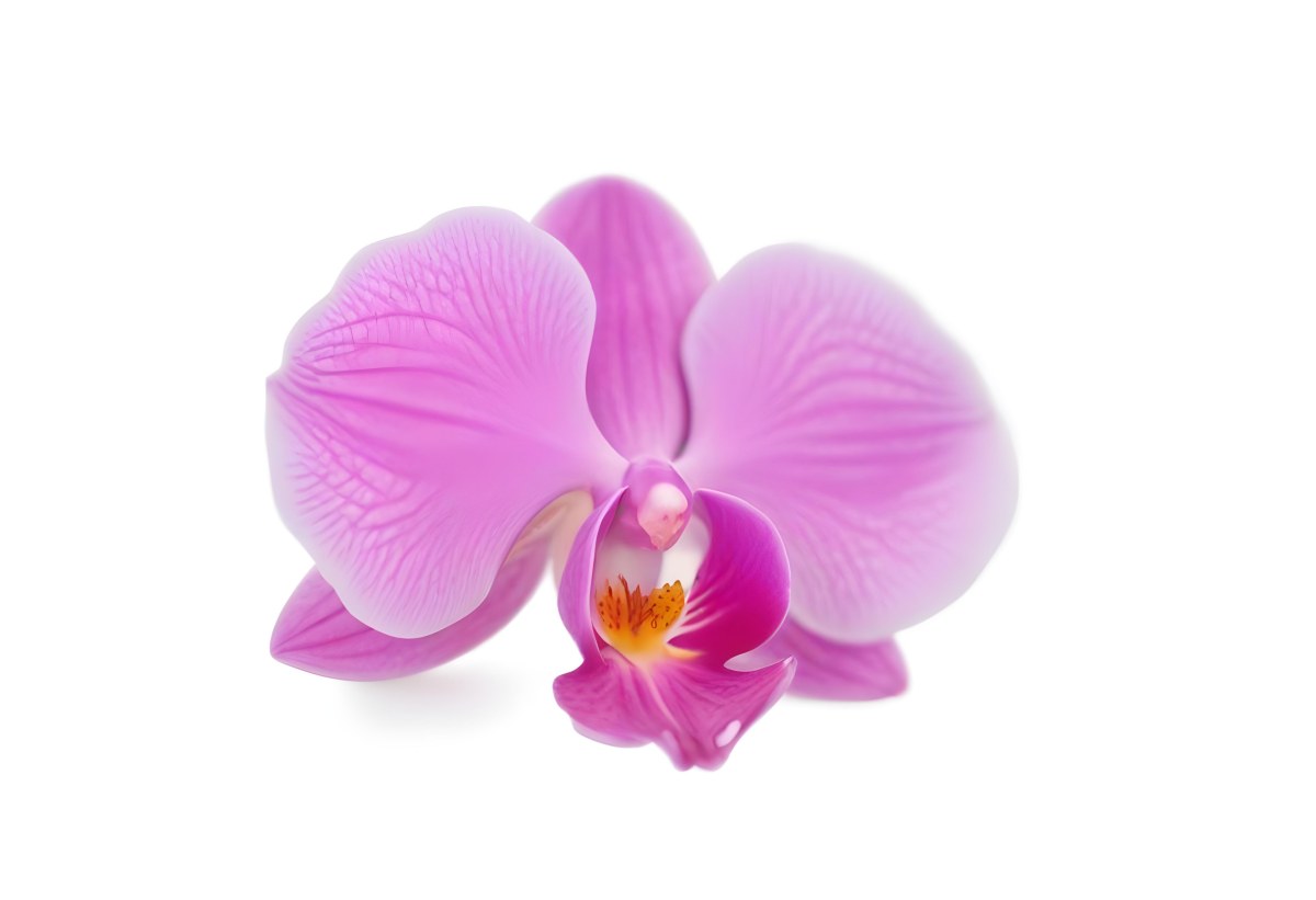 A Close Up Of A Single Pink Orchid Flower With Delicate Petals And A Yellow Center 14 7013