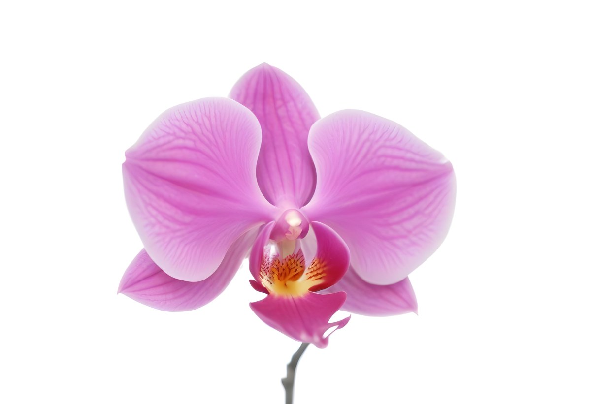 A Close Up Of A Single Pink Orchid Flower With Delicate Petals And A Yellow Center 2 7b1c