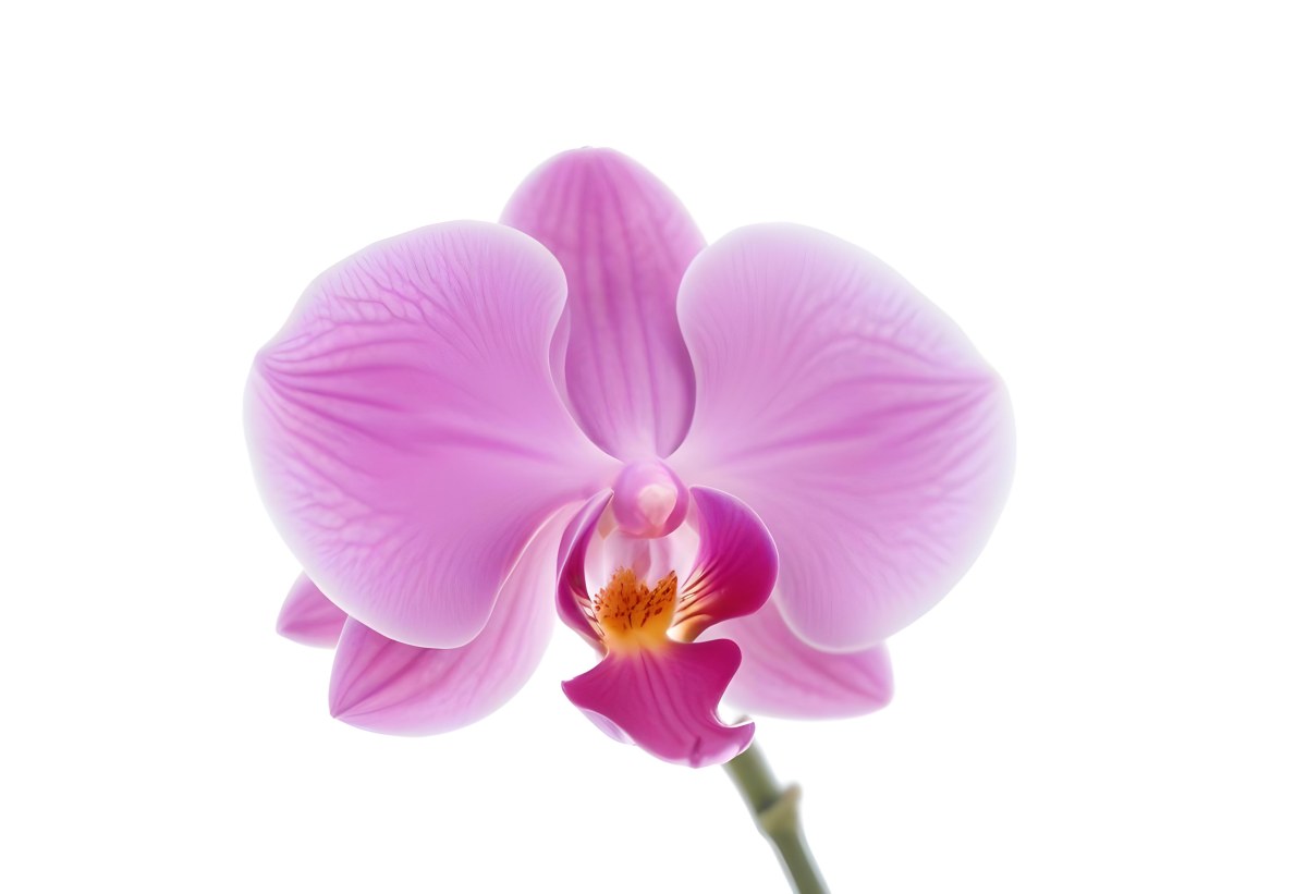 A Close Up Of A Single Pink Orchid Flower With Delicate Petals And A Yellow Center 6 Bfea