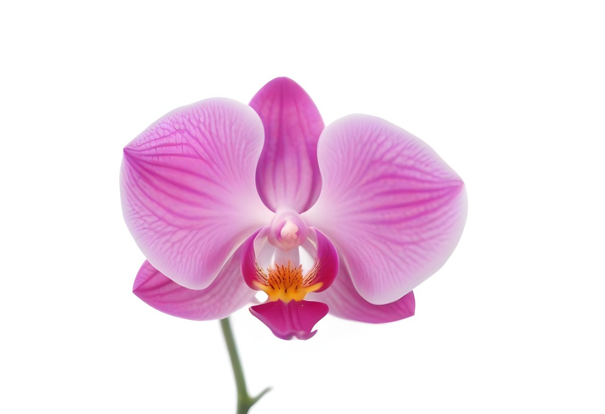 A Close Up Of A Single Pink Orchid Flower With Delicate Petals And A Yellow Center 9 B5a1