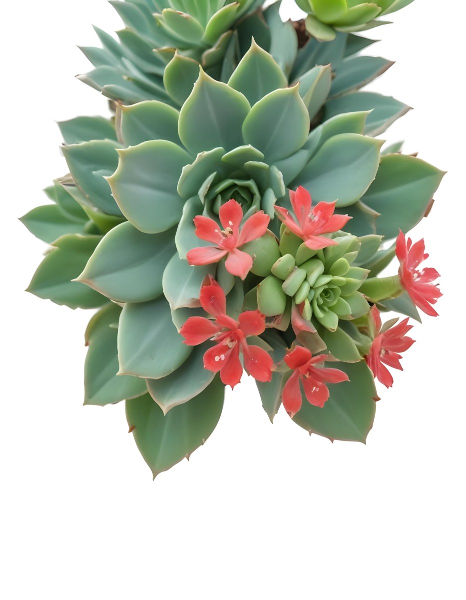 A Close Up Of A Succulent Plant With Green Leaves And Red Flowers 5 C823