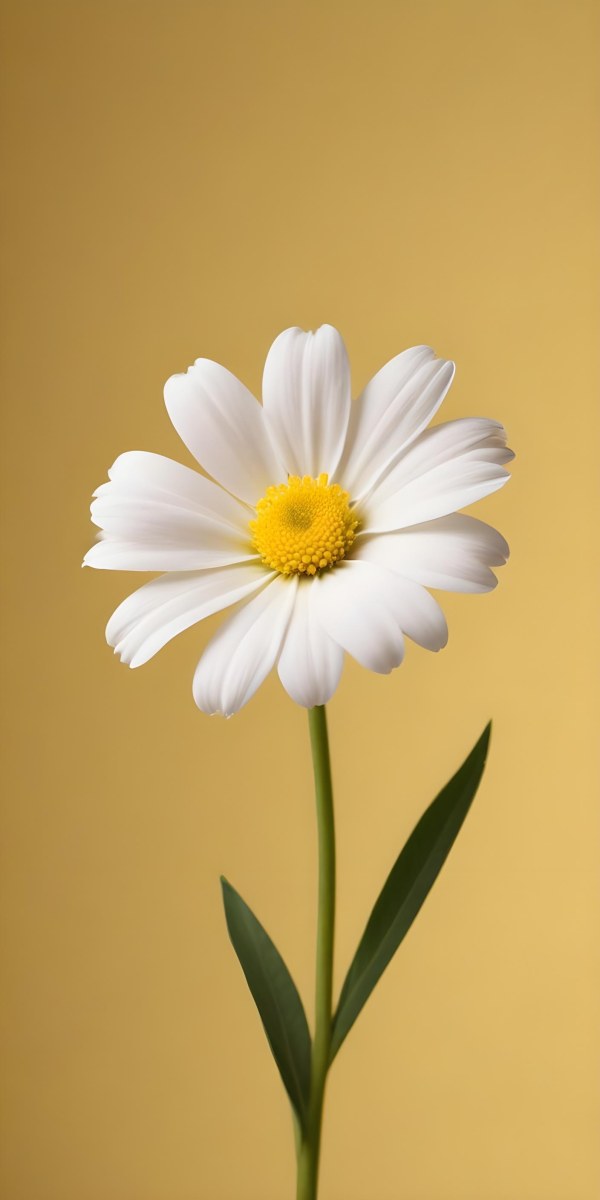 A Close Up Of A White Flower With A Yellow Center On A Yellow Background 5 9991