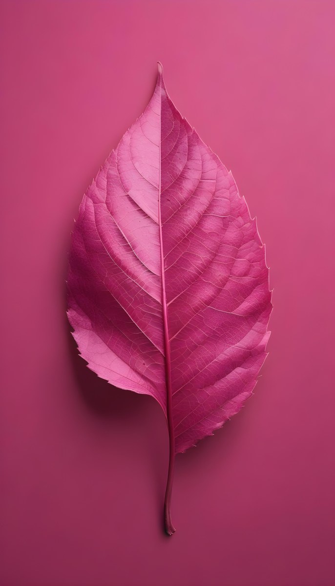A Closeup Of A Vibrant Pink Leaf Against A Solid P 138 328d