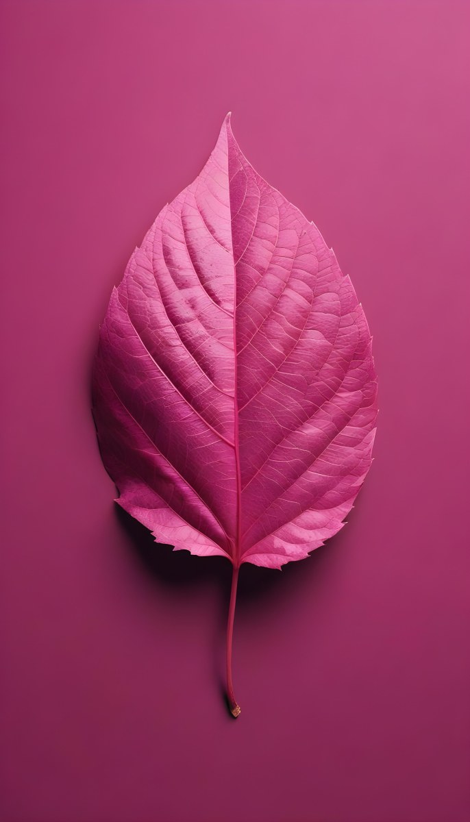 A Closeup Of A Vibrant Pink Leaf Against A Solid P 93 D017