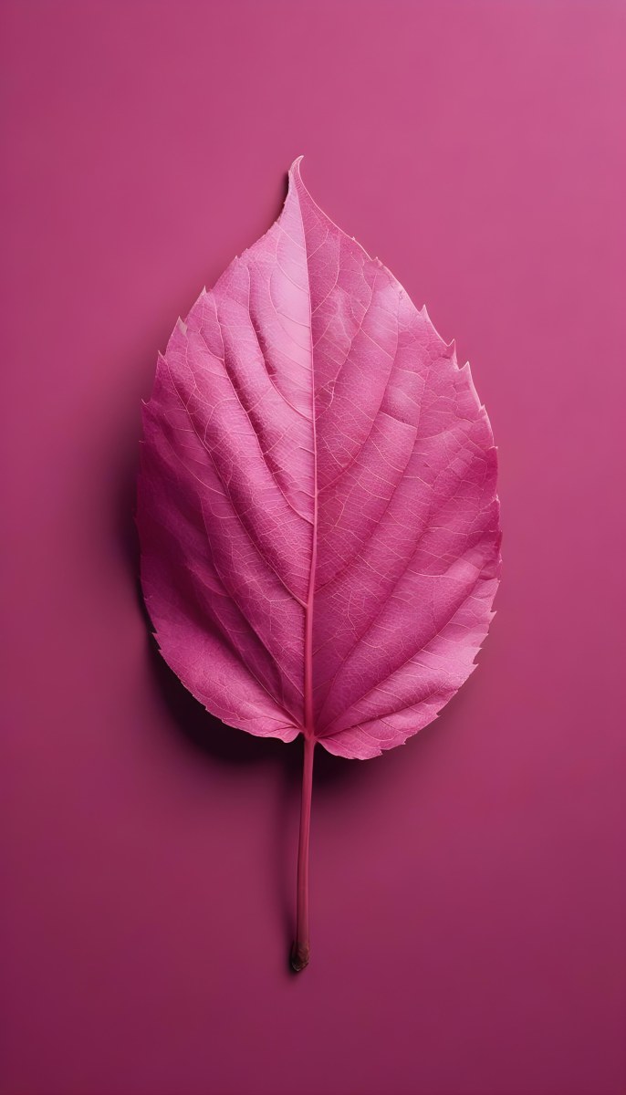 A Closeup Of A Vibrant Pink Leaf Against A Solid P 95 D49a