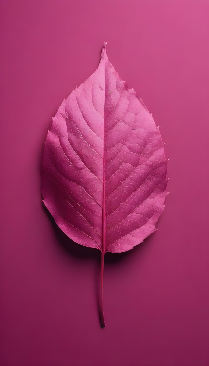 A Closeup Of A Vibrant Pink Leaf Against A Solid P 98 265d