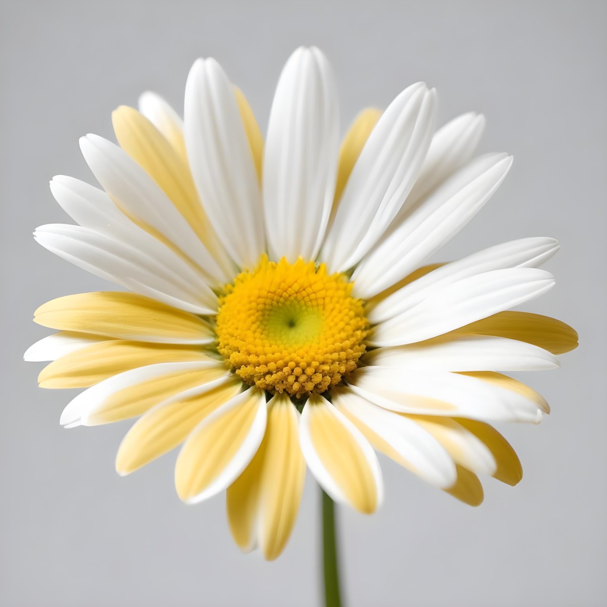 A Daisy Flower