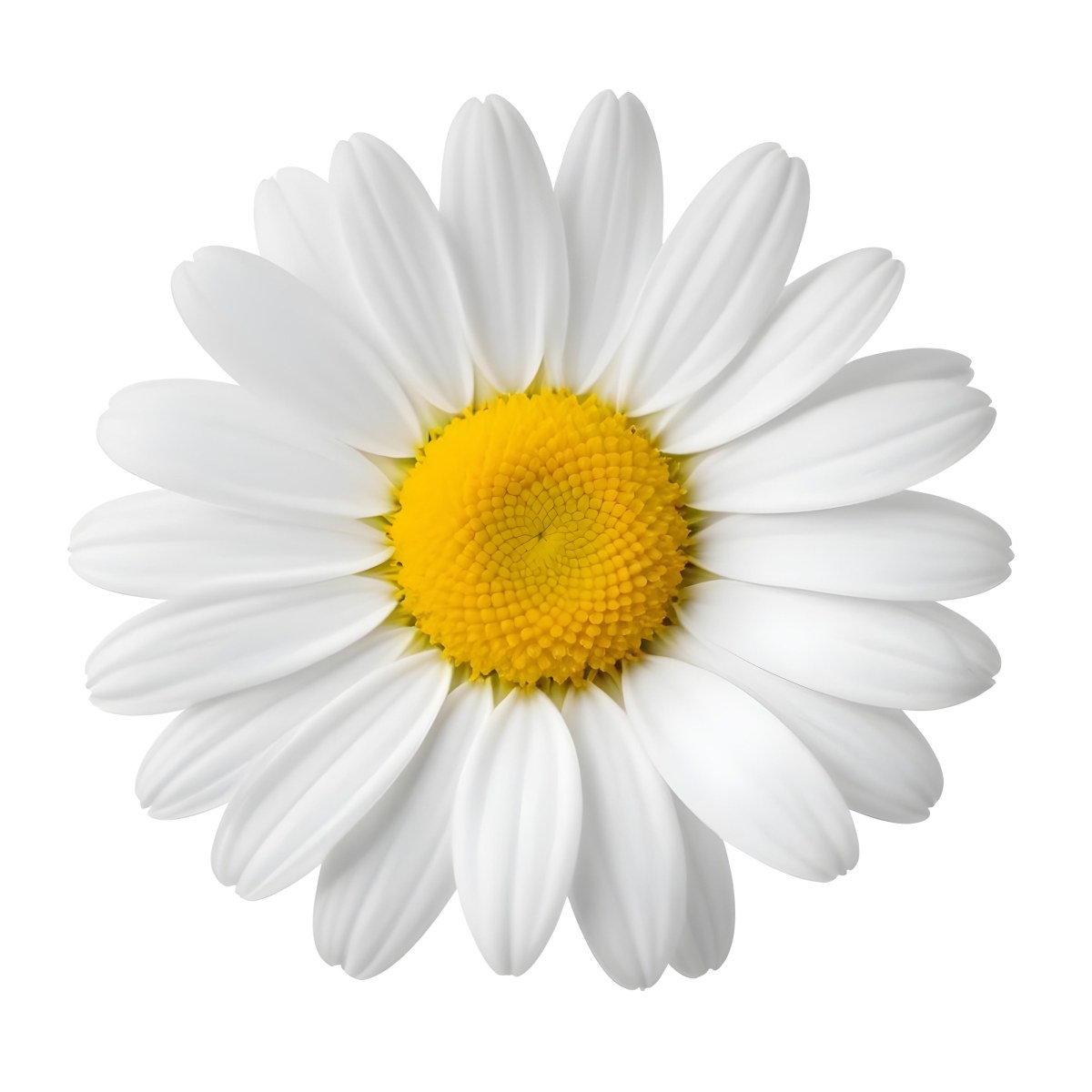 A Daisy Flower With Yellow Petals And A White Center Isolated On A White Background Close Up Shot Natural Light Botanical Photography 16 B9a9