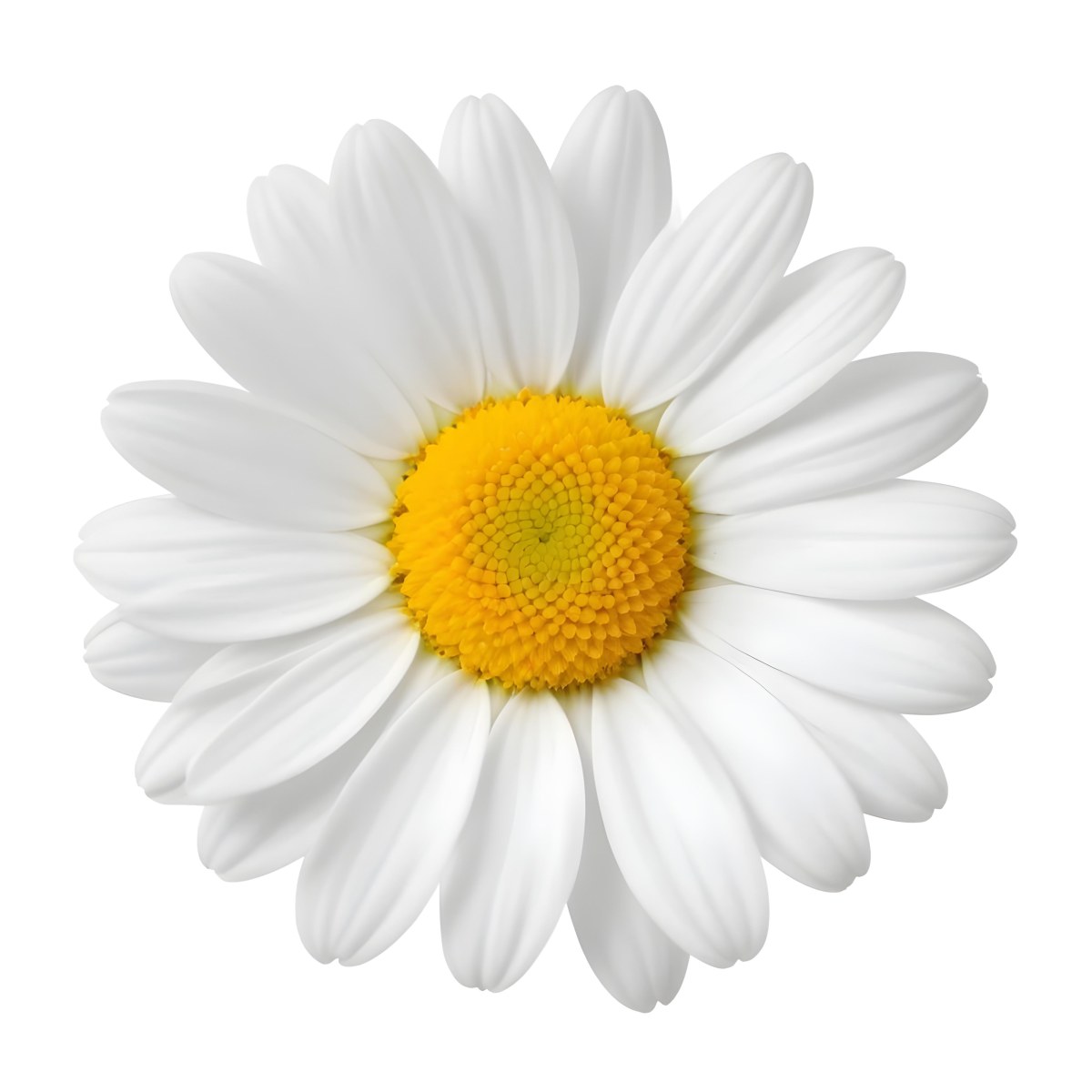 A Daisy Flower With Yellow Petals And A White Center Isolated On A White Background Close Up Shot Natural Light Botanical Photography 19 7a18
