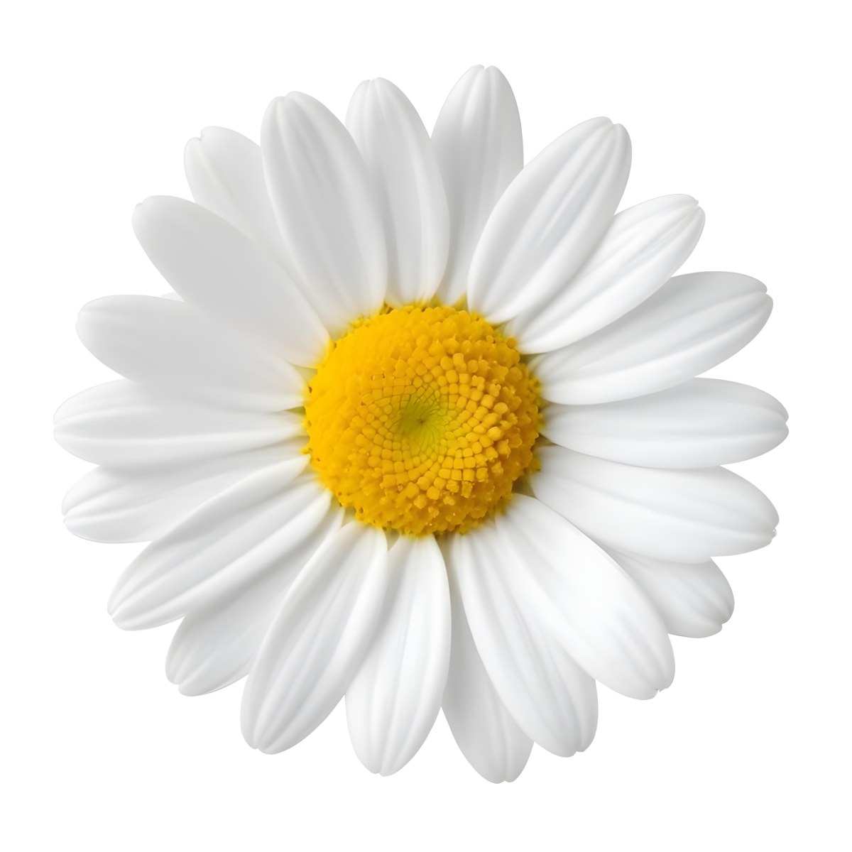 A Daisy Flower With Yellow Petals And A White Center Isolated On A White Background Close Up Shot Natural Light Botanical Photography 20 Bbd3