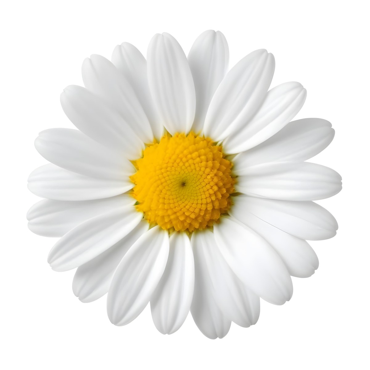 A Daisy Flower With Yellow Petals And A White Center Isolated On A White Background Close Up Shot Natural Light Botanical Photography 21 8618