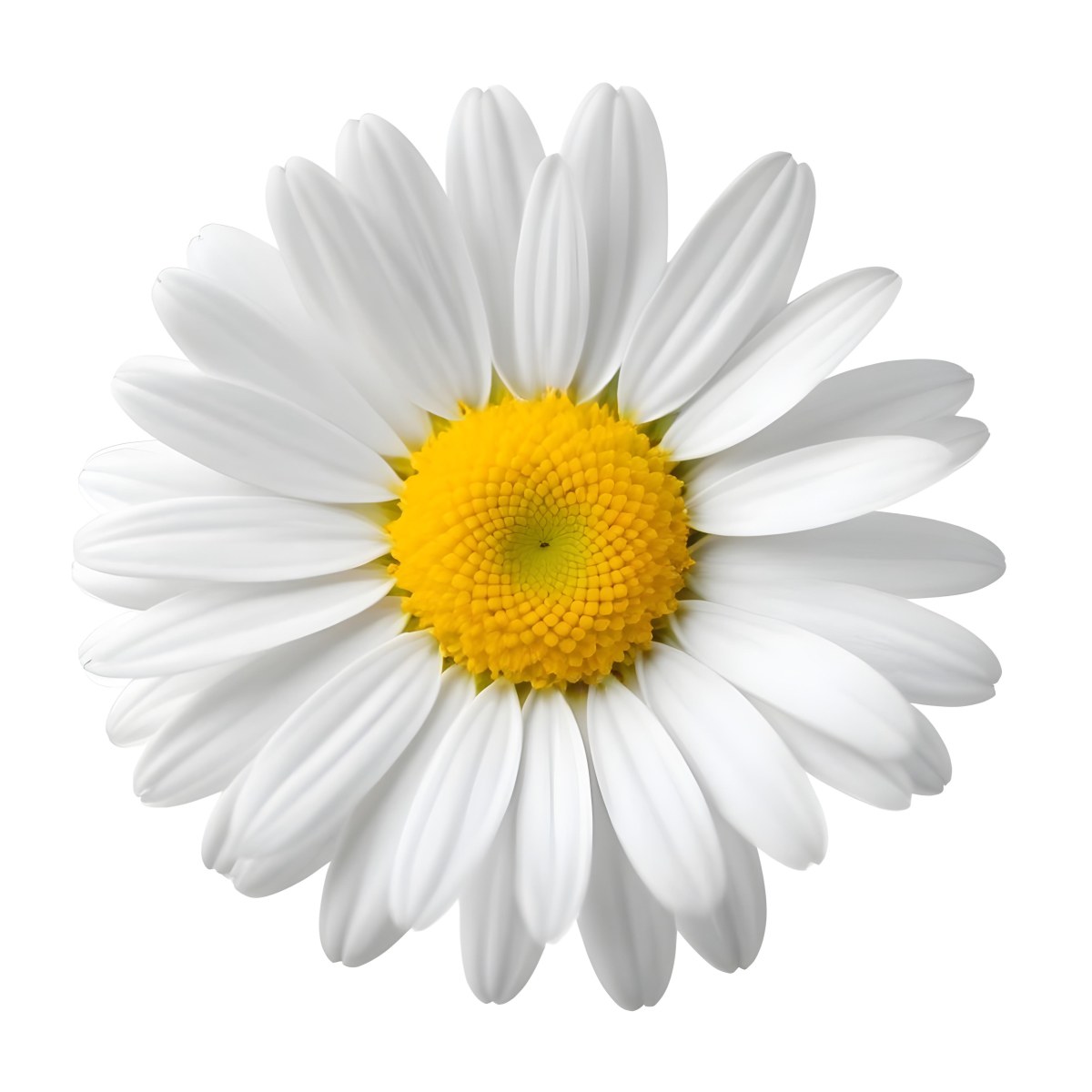 A Daisy Flower With Yellow Petals And A White Center Isolated On A White Background Close Up Shot Natural Light Botanical Photography 25 9242
