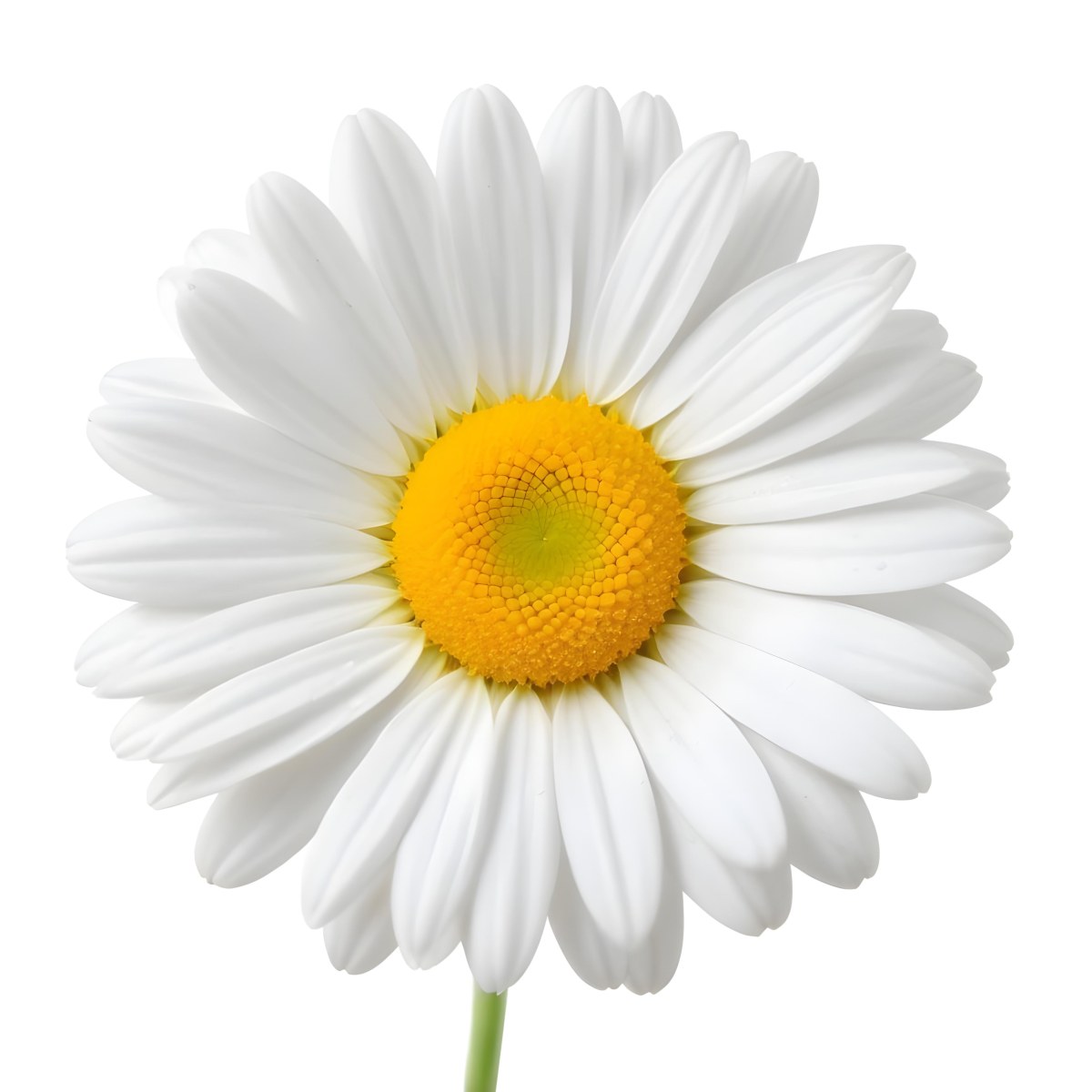 A Daisy Flower With Yellow Petals And A White Center Isolated On A White Background Close Up Shot Natural Light Botanical Photography 32 09a6