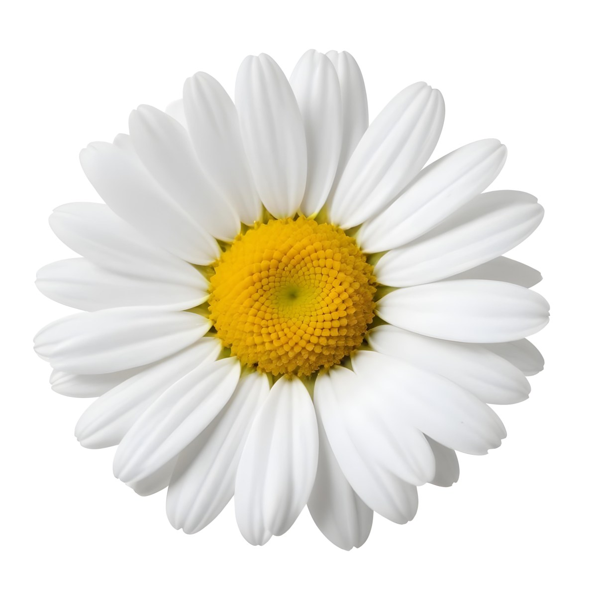 A Daisy Flower With Yellow Petals And A White Center Isolated On A White Background Close Up Shot Natural Light Botanical Photography 34 052b
