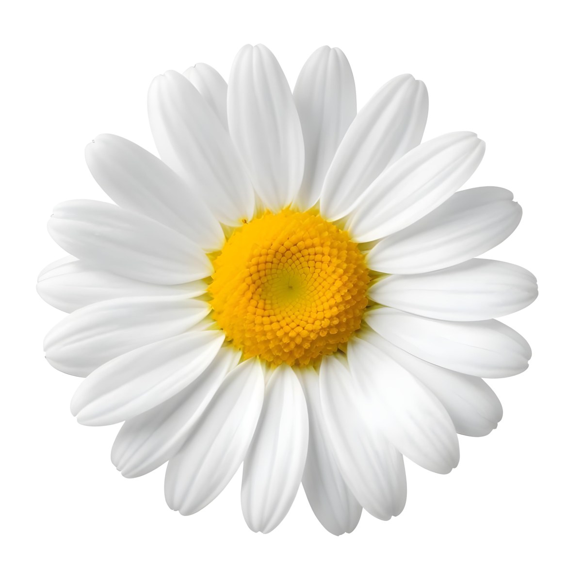 A Daisy Flower With Yellow Petals And A White Center Isolated On A White Background Close Up Shot Natural Light Botanical Photography 35 7690