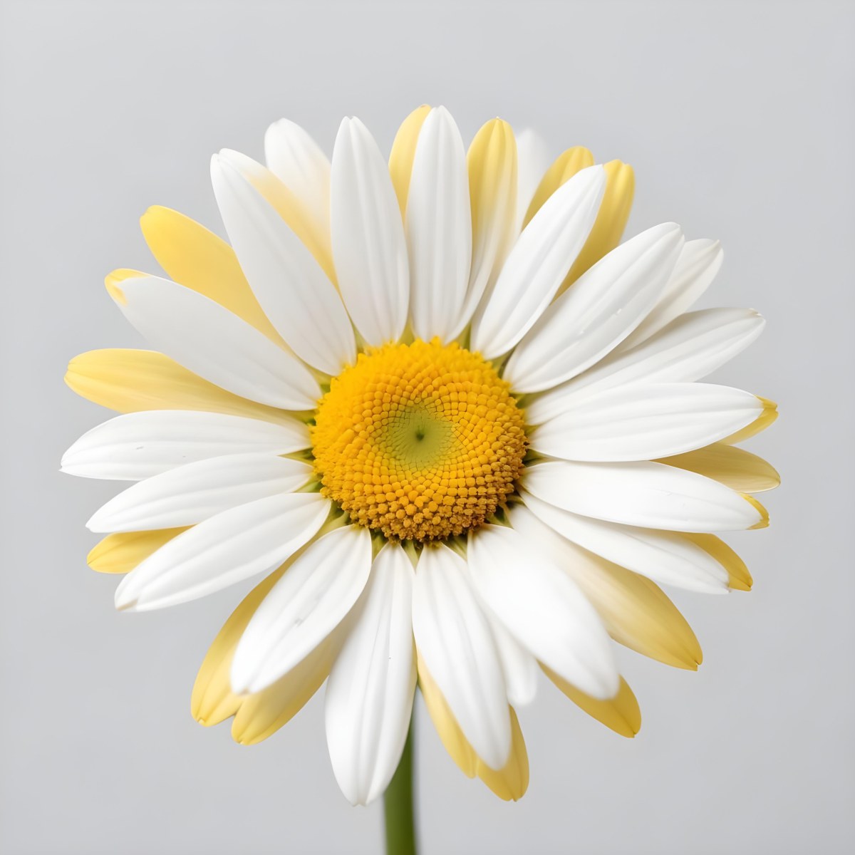 A Daisy Flower With Yellow Petals And A White Center Isolated On A White Background Close Up Shot Natural Light Botanical Photography 36 F2a8