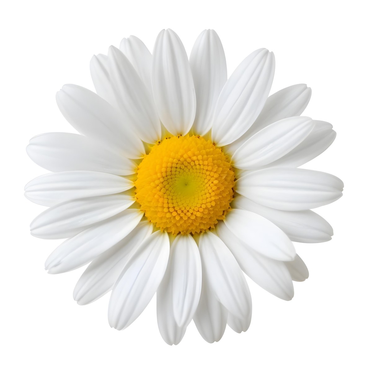 A Daisy Flower With Yellow Petals And A White Center Isolated On A White Background Close Up Shot Natural Light Botanical Photography 37 Df05