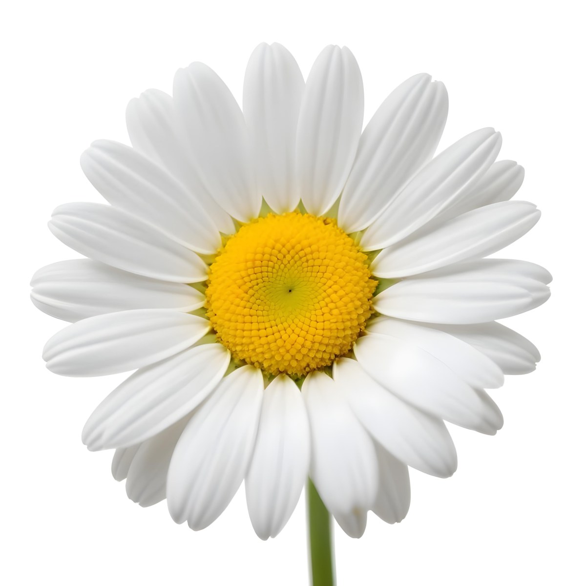 A Daisy Flower With Yellow Petals And A White Center Isolated On A White Background Close Up Shot Natural Light Botanical Photography 38 9708