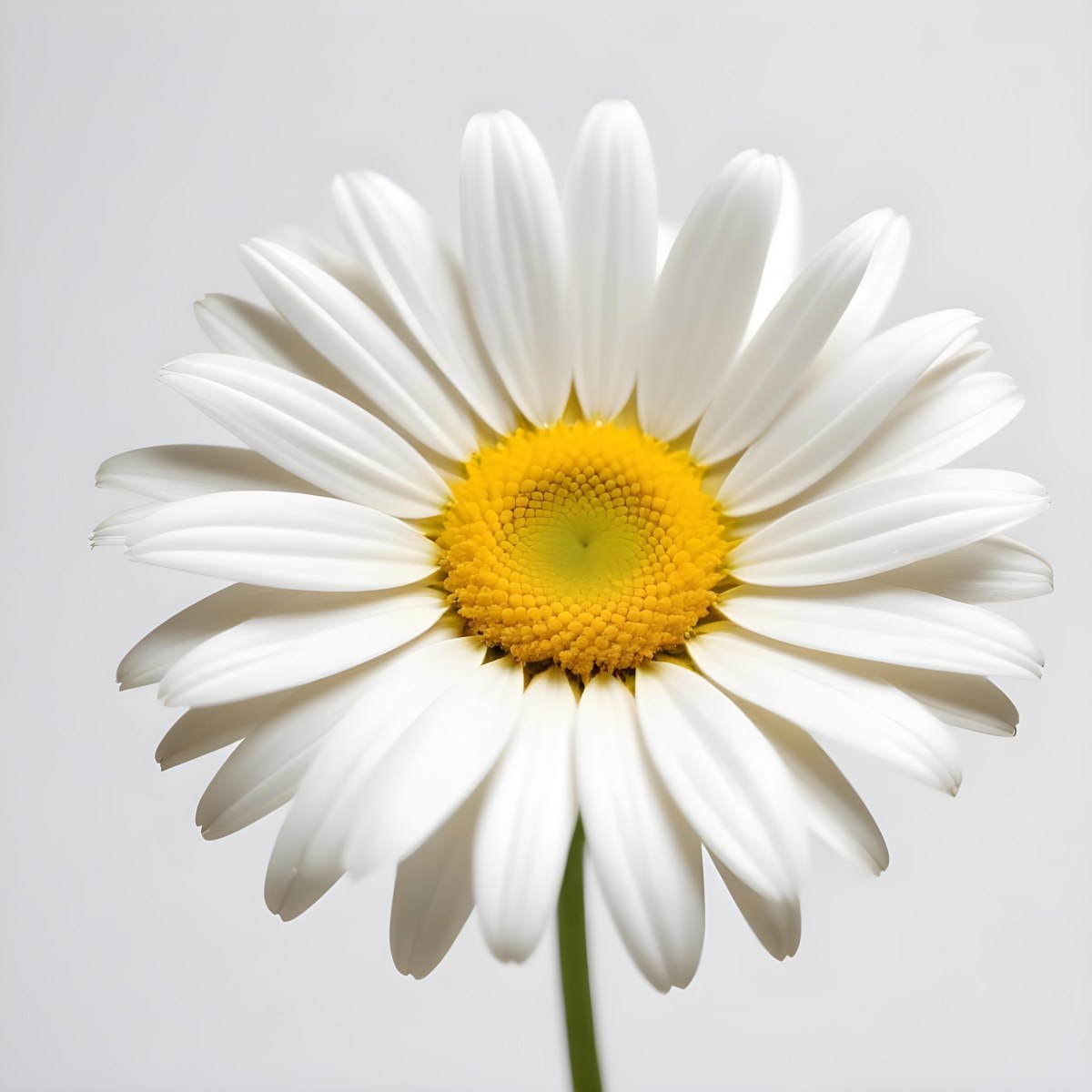 A Daisy Flower With Yellow Petals And A White Center Isolated On A White Background Close Up Shot Natural Light Botanical Photography 4 8561