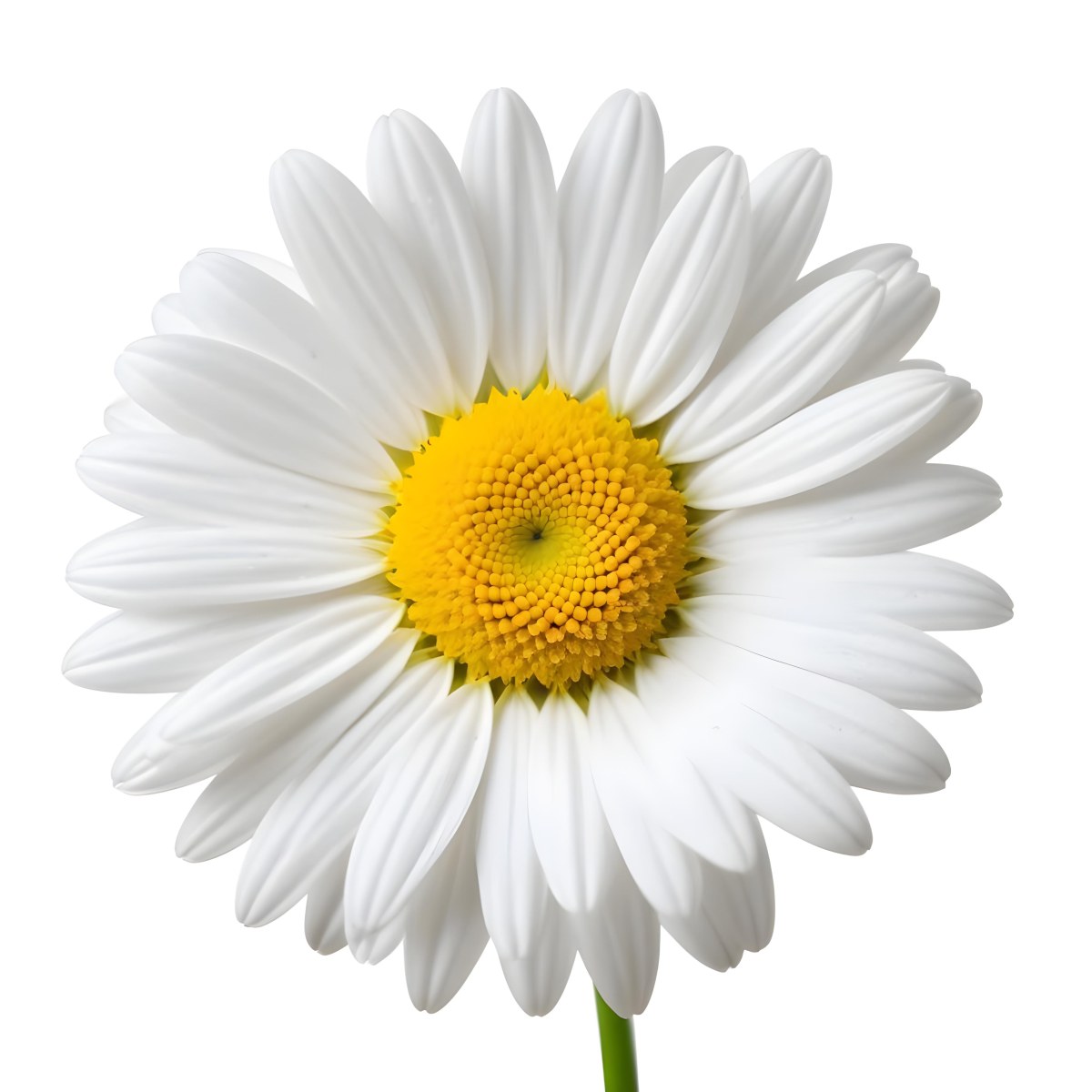 A Daisy Flower With Yellow Petals And A White Center Isolated On A White Background Close Up Shot Natural Light Botanical Photography 7 652f