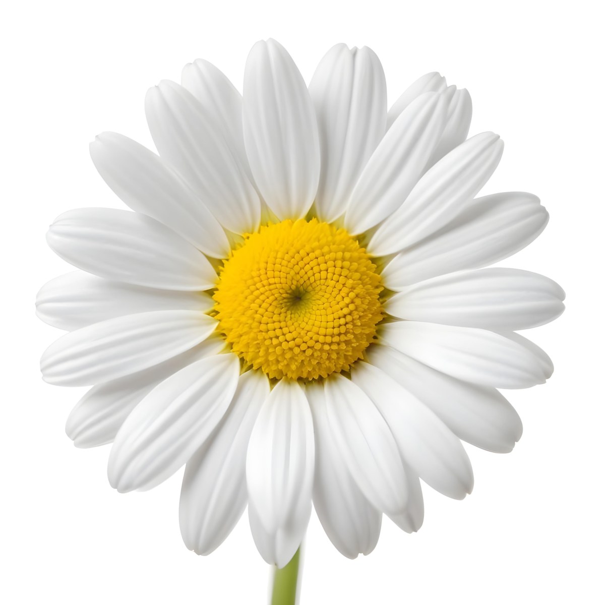 A Daisy Flower With Yellow Petals And A White Center Isolated On A White Background Close Up Shot Natural Light Botanical Photography 8 1520