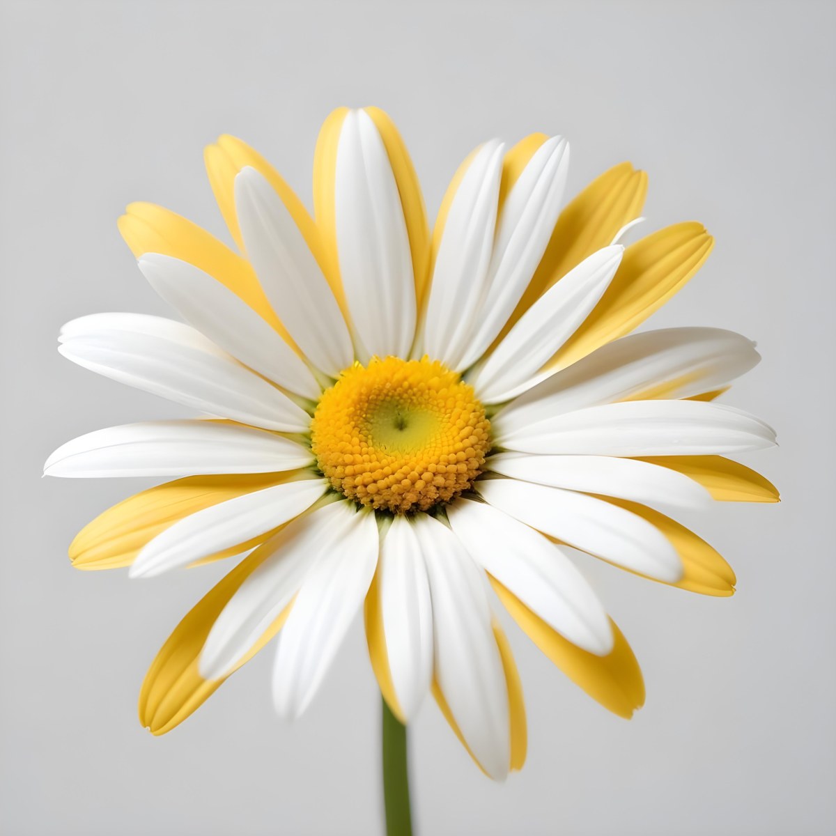 A Daisy Flower With Yellow Petals And A White Center Isolated On A White Background Close Up Shot Natural Light Botanical Photography 9 Fe0b
