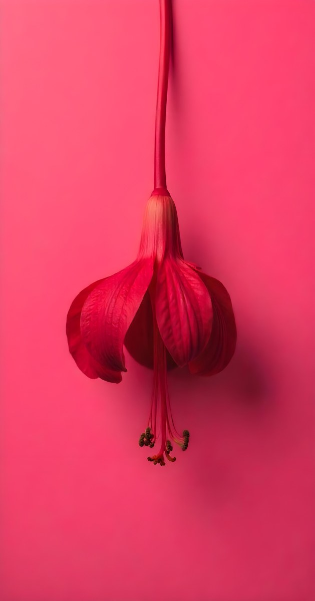 A Dark Red Flower